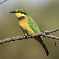 Blue-breasted Bee-eater